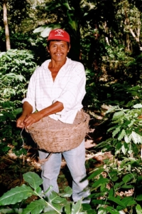 picker 74222_20 Picking coffee