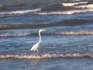 One of Deirin's favorites